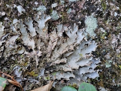 Peltigera praetextata