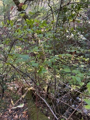 Calycanthus occidentalis