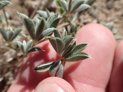 Lupinus lepidus lobbii