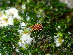 Microtrombidiidae