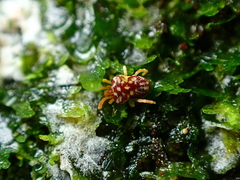Microtrombidiidae