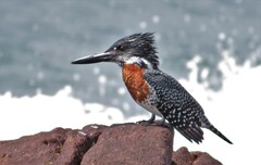 Megaceryle maxima maxima