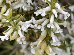 Muraltia ericifolia