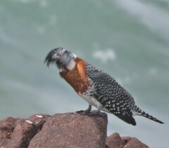 Megaceryle maxima maxima