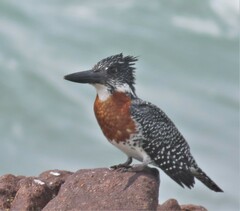 Megaceryle maxima maxima