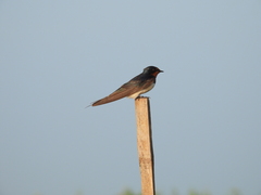 Hirundo rustica