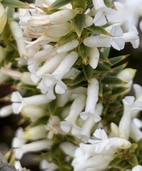 Muraltia ericifolia