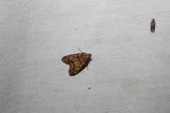 Aglossa disciferalis