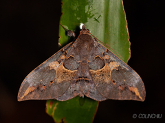 Ischyja ferrifracta