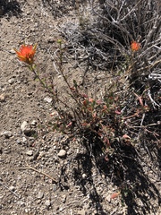 Castilleja applegatei