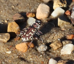 Cicindela hirticollis