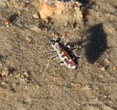 Cicindela hirticollis