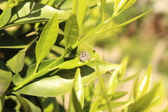 Megafreya sutrix