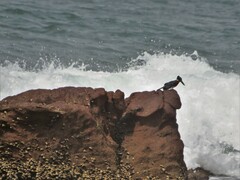 Megaceryle maxima maxima