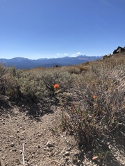 Castilleja applegatei