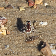 Cicindela hirticollis