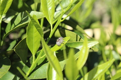 Megafreya sutrix