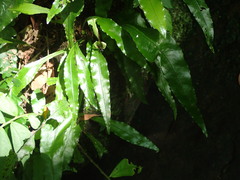 Leptochilus wrightii