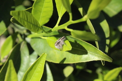 Megafreya sutrix