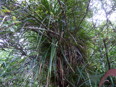 Freycinetia banksii