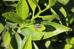 Megafreya sutrix