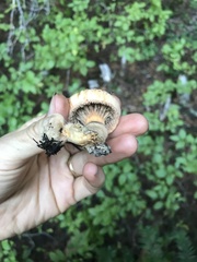 Chroogomphus tomentosus