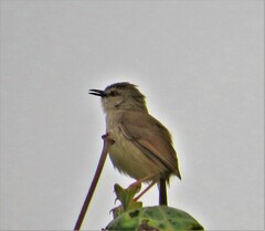 Prinia subflava pondoensis