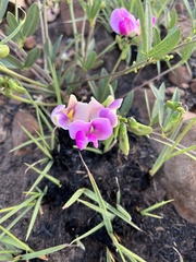 Sphenostylis angustifolia