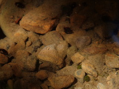 Lacconectus formosanus