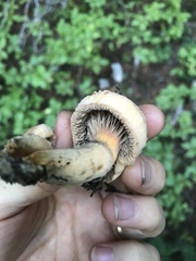 Chroogomphus tomentosus