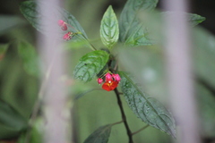 Impatiens phoenicea