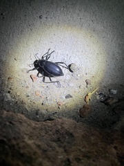 Eleodes longicollis