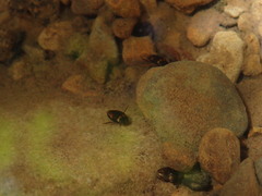 Lacconectus formosanus