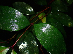 Metrosideros fulgens