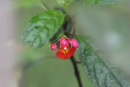 Impatiens phoenicea