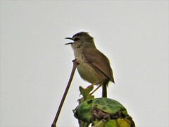 Prinia subflava pondoensis