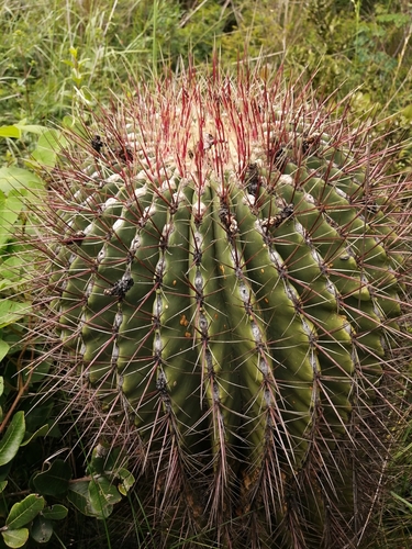 Image of Ferocactus haematacanthus by (c) Ulises Pinedo, some rights reserved (CC BY)