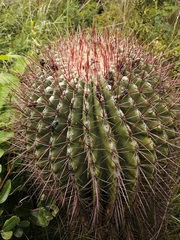 Ferocactus haematacanthus