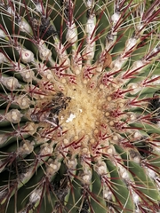 Ferocactus haematacanthus