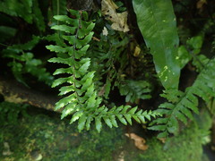 Hymenasplenium