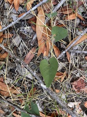 Aristolochia californica