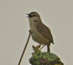 Prinia subflava pondoensis