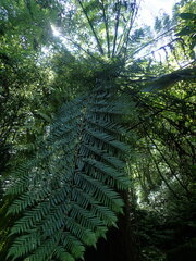 Alsophila spinulosa