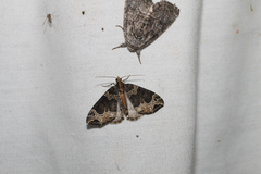 Ecliptopera silaceata