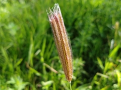 Chloris virgata