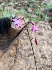 Eulophia hians hians