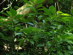 Elatostema platyphyllum