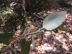 Ceanothus integerrimus