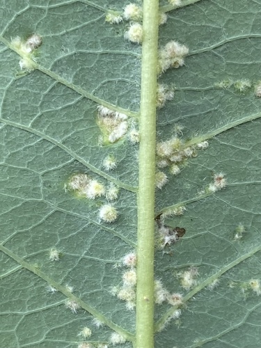 Willow Bead Gall Mite