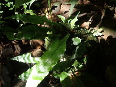 Leptochilus wrightii